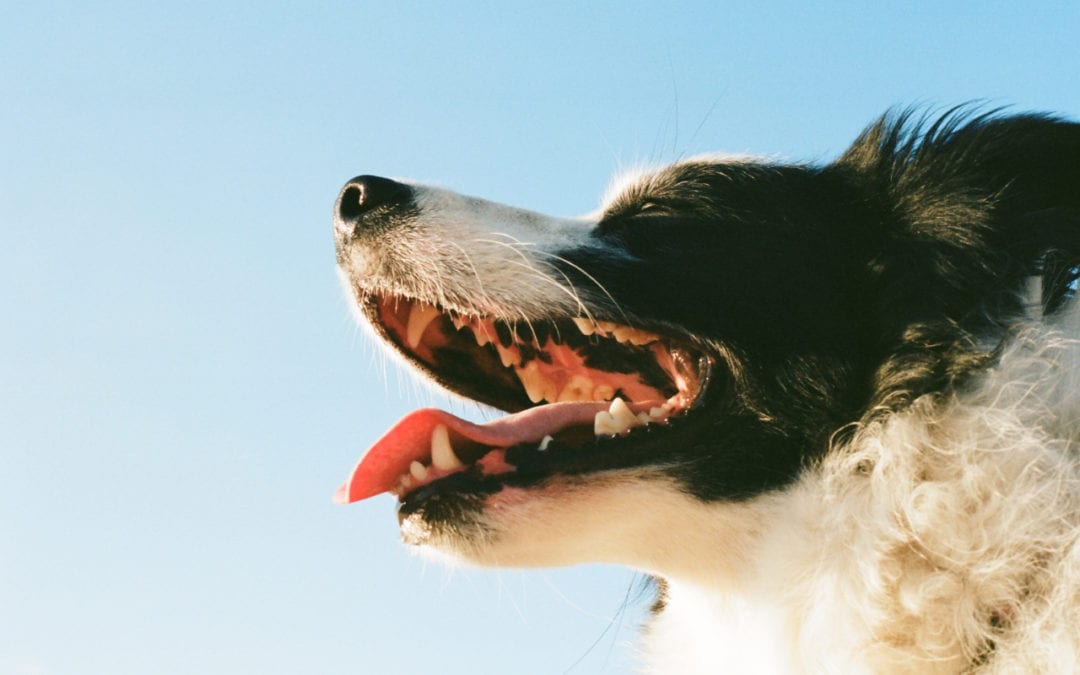 At-Home Dental Care Options for Pets